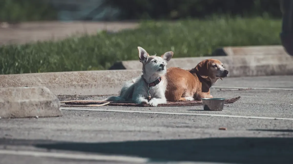 Two dogs sniffing each other near a dog park entrance while owners watch
