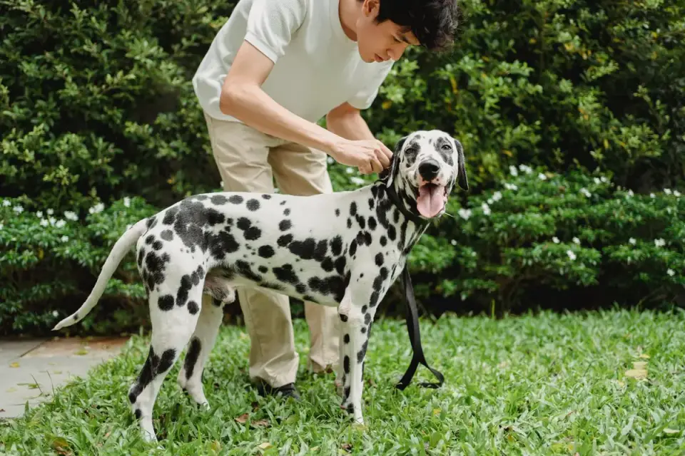 Veterinarian parting a dog&#x27;s fur to examine the skin during a routine checkup
