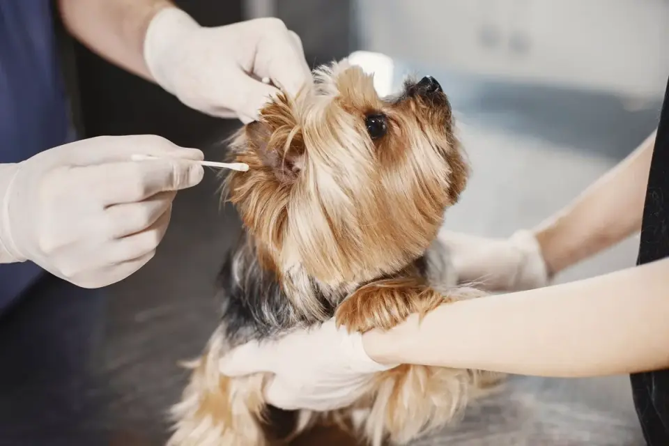 Veterinarian using an otoscope to examine a dog&#x27;s ear during a wellness exam